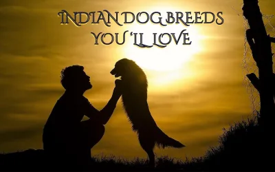 Embracing Culture: Indian Dog Breeds You’ll Love