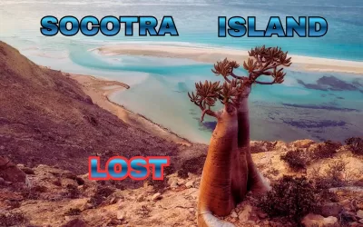 Socotra Island: A Hidden Gem of Biodiversity